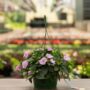 Sunpatiens – Compact Orchid – 10″ Hanging Basket