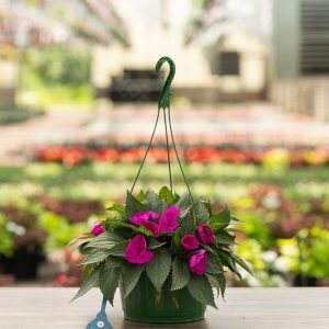 Sunpatiens – Compact Purple – 10″ Hanging Basket