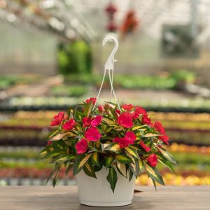Sunpatiens – Compact Tropical Rose – 10″ Hanging Basket