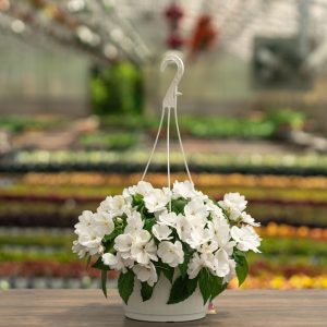 Sunpatiens – Compact White – 10″ Hanging Basket