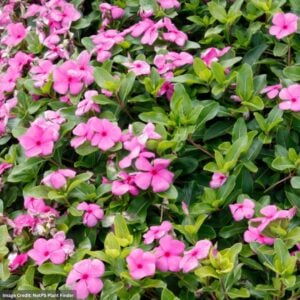 Vinca - Cora Cascade Lilac - 10" Hanging Basket