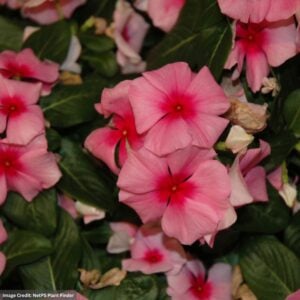 Vinca - Cora Cascade Strawberry - 10" Hanging Basket