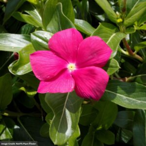 Vinca - Cora Cascade Violet - 10" Hanging Basket