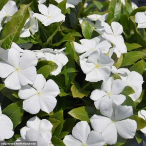 Vinca - Cora Cascade White - 10" Hanging Basket