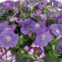 Combo – Blue Ridge – 12″ Hanging Basket