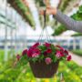 Combo – Night In Pompeii – 12″ Fiber Hanging Basket