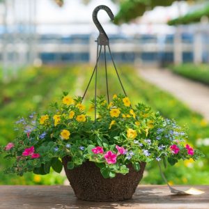 Combo – Pink Lemonade – 12″ Fiber Hanging Basket