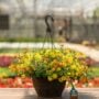 Combo – Biden My Time – 12″ Fiber Hanging Basket
