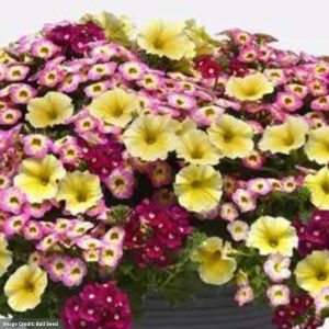 Combo - Great Escape - 12" Fiber Hanging Basket