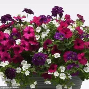 Combo – Jazzberry Jam – 12″ Fiber Hanging Basket