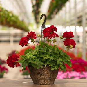 Geranium – Calliope Large Dark Red – 12″ Fiber Hanging Basket