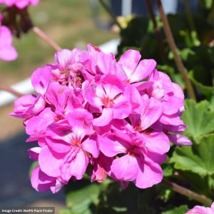 Geranium – Calliope Large Lavender – 12″ Fiber Hanging Basket