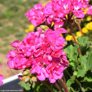 Geranium – Calliope Large Pink – 12″ Fiber Hanging Basket
