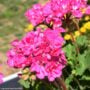 Geranium – Calliope Large Pink – 12″ Fiber Hanging Basket