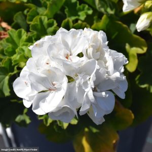 Geranium – Calliope Large White – 12″ Fiber Hanging Basket