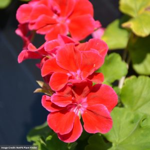 Geranium – Calliope Medium Crimson Flame – 12″ Fiber Hanging Basket
