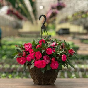 New Guinea Impatiens – Super Sonic Pink – 12″ Hanging Basket