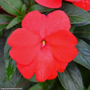 New Guinea Impatiens - Super Sonic Red - 12" Hanging Basket