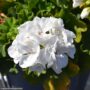 Geranium – Calliope Large White – 16″ Moss Hanging Basket