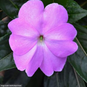 New Guinea Impatiens - Super Sonic Lavender - 16" Moss Hanging Basket
