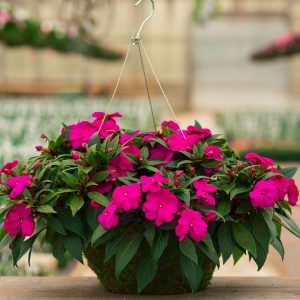 New Guinea Impatiens – Super Sonic Lilac – 16″ Moss Hanging Basket