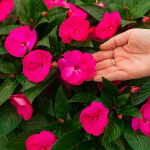 New Guinea Impatiens – Super Sonic Pink – 16″ Moss Hanging Basket