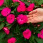 New Guinea Impatiens – Super Sonic Pink – 16″ Moss Hanging Basket