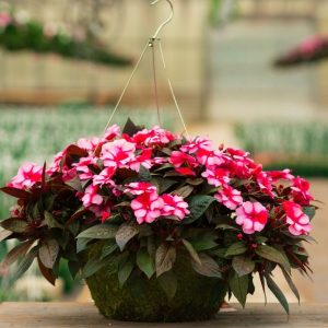 New Guinea Impatiens – Super Sonic Sweet Cherry – 16″ Moss Hanging Basket