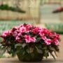 New Guinea Impatiens – Super Sonic Sweet Cherry – 16″ Moss Hanging Basket