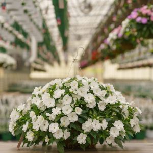 New Guinea Impatiens – Super Sonic White – 16″ Moss Hanging Basket