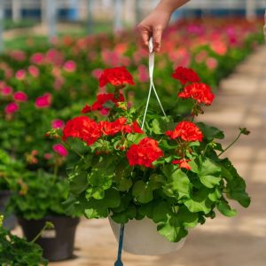 Geranium – Calliope Large Orange Splash – 10″ Hanging Basket