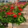 Geranium – Calliope Large Orange Splash – 10″ Hanging Basket