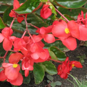 Begonia – Dragon Wing® Red – 16″ Moss Hanging Basket