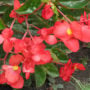 Begonia – Dragon Wing® Red – 16″ Moss Hanging Basket