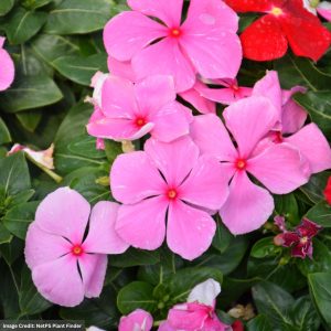 Vinca - Cora XDR Light Pink - 4.5" Pot