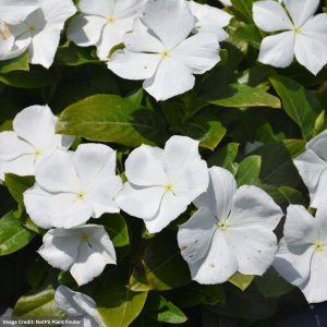 Vinca - Cora XDR White - 4.5" Pot