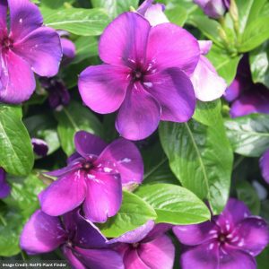 Vinca - Tattoo Blueberry - 4.5" Pot