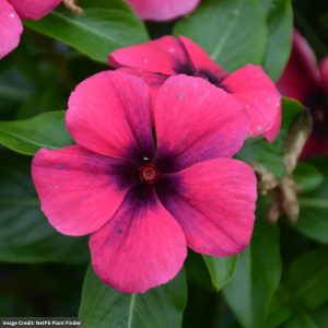 Vinca - Tattoo Raspberry - 4.5" Pot