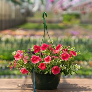 Combo – Bloomin Glory – 10″ Hanging Basket