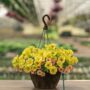 Combo – Island In The Sun – 12″ Fiber Hanging Basket