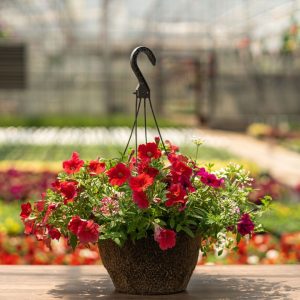 Combo – Bloomin Glory – 12″ Fiber Hanging Basket