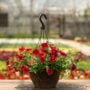 Combo – Bloomin Glory – 12″ Fiber Hanging Basket