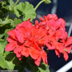 Geranium – Calliope Large Orange Splash – 12″ Fiber Hanging Basket