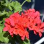 Geranium – Calliope Large Orange Splash – 12″ Fiber Hanging Basket