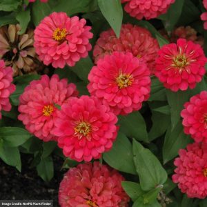 Zinnia - Magellan Cherry - 4.5" Pot