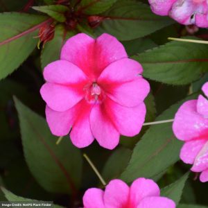 Sunpatiens – Compact Purple Candy – 6.5″ Pot