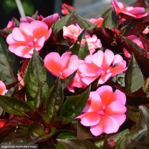 Sunpatiens – Compact Red Candy – 6.5″ Pot