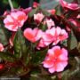 Sunpatiens – Compact Red Candy – 8″ Hanging Basket