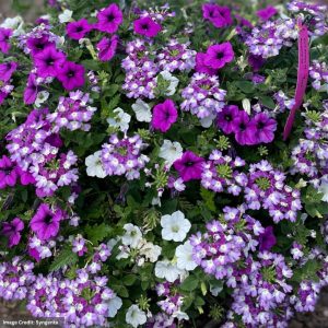 Combo – Dekko Lavender Twist – 10″ Hanging Basket