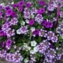 Combo – Dekko Lavender Twist – 10″ Hanging Basket